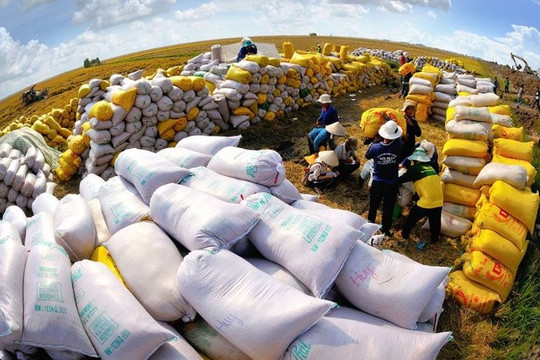 Xuất khẩu gạo Việt Nam đối mặt thách thức: Trầm lắng vì Philippines, doanh nghiệp 'tắc' vốn vì thuế VAT