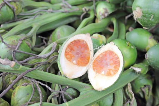 Thương lái Trung Quốc chỉ mua cau trái dài, nông dân Quảng Ngãi ‘chết đứng’