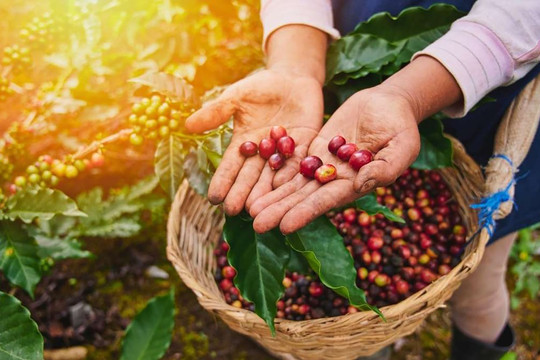 Cấp thiết đưa Robusta Việt Nam thành "Thương hiệu Vàng" toàn cầu