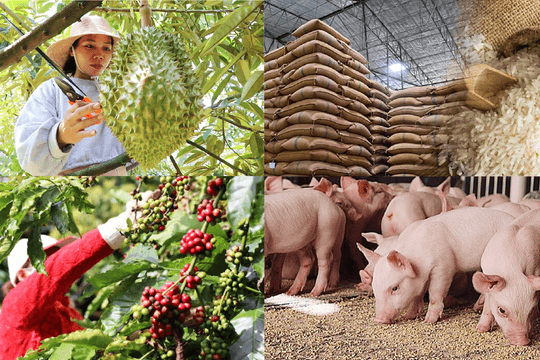 Thị trường nông sản hôm nay: Cà phê, thịt heo đồng loạt ‘hạ nhiệt, gạo xuất khẩu biến động trái chiều