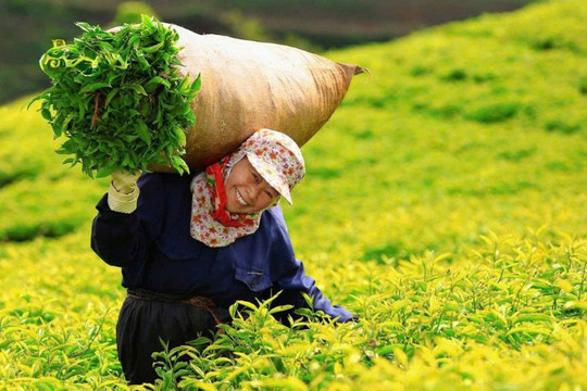 Xuất khẩu chè sụt giảm, giá bán sang châu Âu vẫn tăng 10%