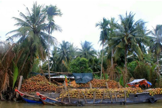 Giá 'lao dốc', thị trường dừa tươi bước vào giai đoạn khó khăn hiếm thấy