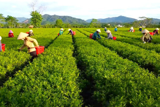 Chè Việt tăng trưởng hơn 70% về giá trị tại Thái Lan