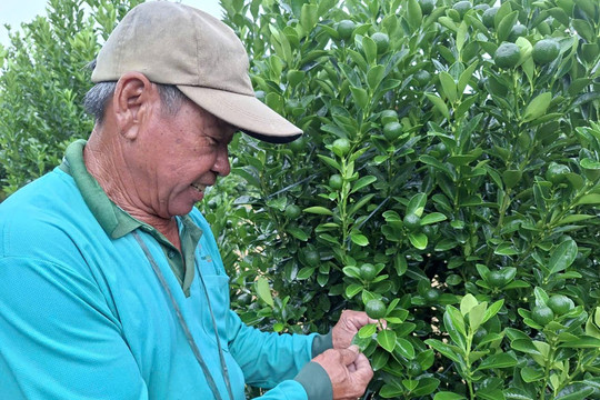 Chộn rộn mùa quất Tết