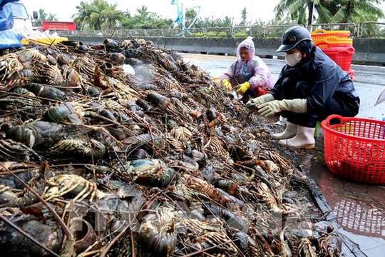 Miền Trung - Tây Nguyên: Nông nghiệp tan hoang, cần ‘cấp cứu’ lập tức để nhà nông qua cơn đại nạn