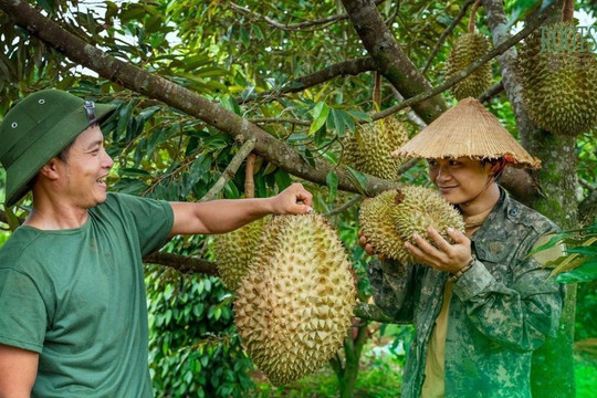 'Địa chính trị mùi hương': Trung Quốc đang chơi 'ván cờ sầu riêng' ở ASEAN.
