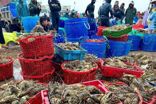Thiệt hại thủy sản do mưa lũ: Con số khổng lồ và giải pháp bấp bách