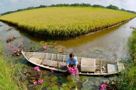 Nghe 'ông gạo ST25' kể chuyện làm lúa… cải tiến