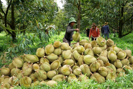 Chính phủ đề xuất 'giải cứu' nông sản, thức ăn chăn nuôi: Khôi phục khấu trừ VAT và tháo gỡ vướng mắc hoàn thuế