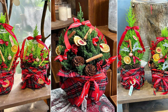 Tùng Sa Đéc đổ bộ thị trường cây Noel, được người Sài Gòn trồng xuống đất để chơi quanh năm