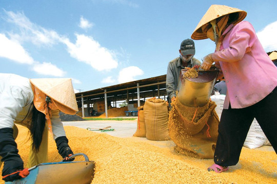 Thủ tướng: Mua tạm trữ, mở rộng thị trường, nâng tầm giá trị gạo Việt