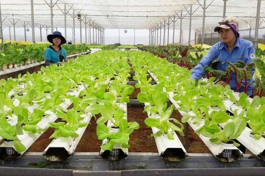Mở dòng vốn xanh cho nông nghiệp Việt Nam