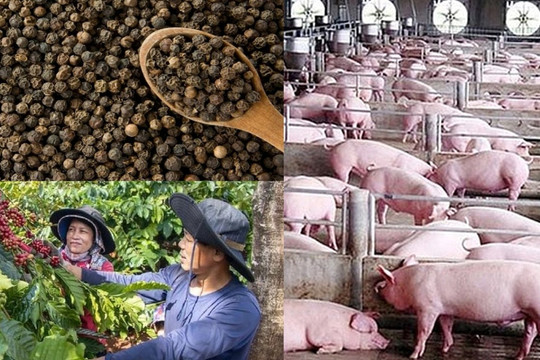 Thị trường nông sản 17/12: Sắc đỏ áp đảo, heo hơi lập đỉnh mới