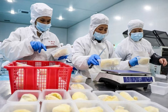 Bước ngoặt mới: Sầu riêng sẽ được dán tem chống giả của Bộ Công an