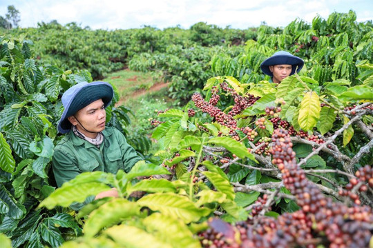 EUDR: 'Cuộc cách mạng' quản trị địa phương-từ mảnh đất đến mã số