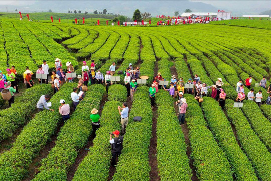 Chè Việt Nam 2026: Phải chạy để không còn...nguyên liệu vô danh