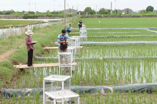 'Bão' thuế carbon EU, có chừa...nông sản Việt?