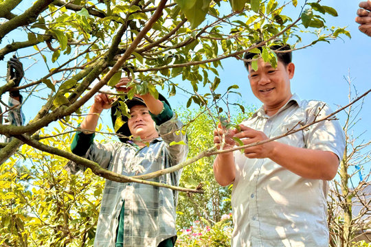 Cây mai... biết nói lên sàn TikTok
