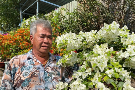 Mùa sứ thất bát, vườn hoa giấy cứu cuộc chơi của nghệ nhân Minh Thuần