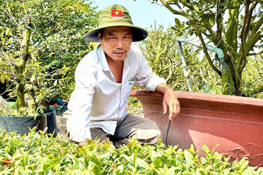 Làng mai lớn nhất Sài Gòn những ngày giáp Tết