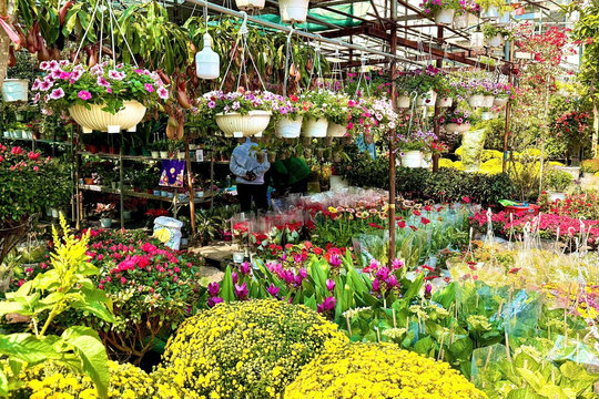 Thị trường hoa Tết Gò Vấp ‘ấm’ dần: Hoa quen, cách bán mới