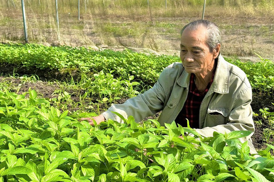 Lão nông U70: Từ ý định 'cho không' gia sản đến kỳ tích rau sạch giữa đất thép