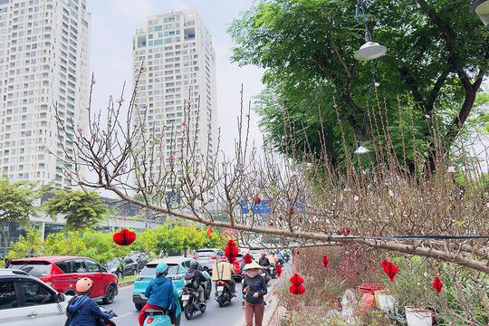 Hoa Tết xuống phố sớm nhưng thị trường vẫn khá trầm lắng