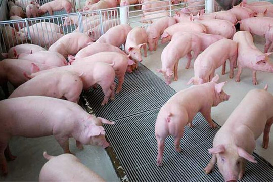 Giá heo hơi 6/9: Cao nhất 60.000 đồng/kg