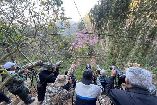 Đà Lạt vào mùa “săn” chim đẹp và mai anh đào