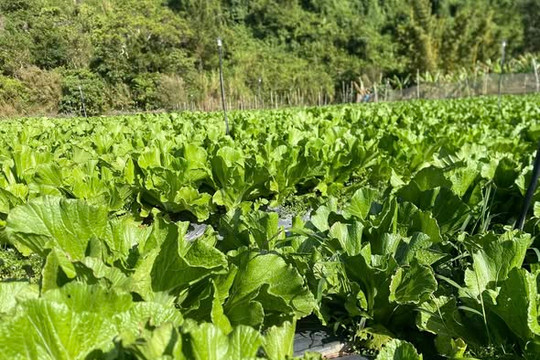 Rau hoa Tết: Nhà vườn chắt chiu, tiểu thương bán tháo