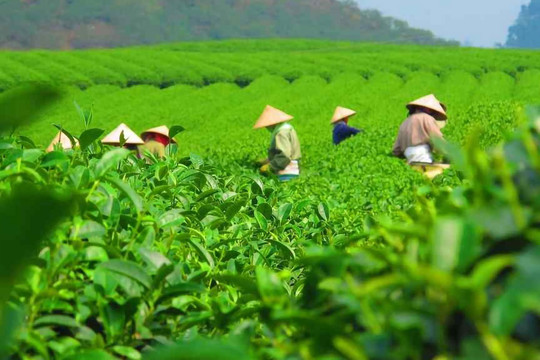 'Biến động lạ' trên bản đồ xuất khẩu chè Việt Nam đầu năm 2026