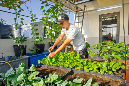 Ăn Tết kiểu... chủ vườn rau sân thượng