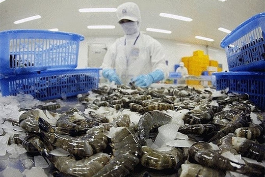 Tôm Việt: Thắng lớn tại Mỹ, soán ngôi số 1 ở Trung Quốc