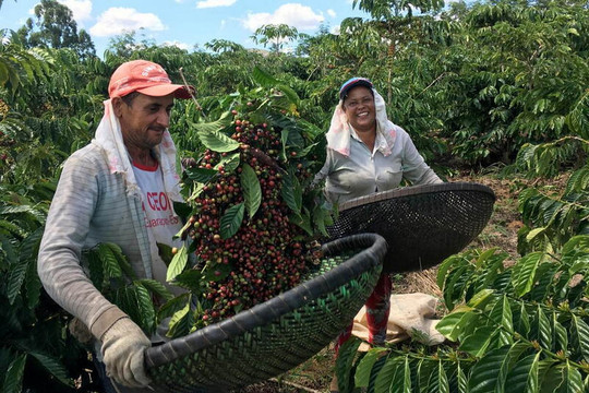 Liên hợp quốc chính thức công nhận Ngày Quốc tế Cà phê