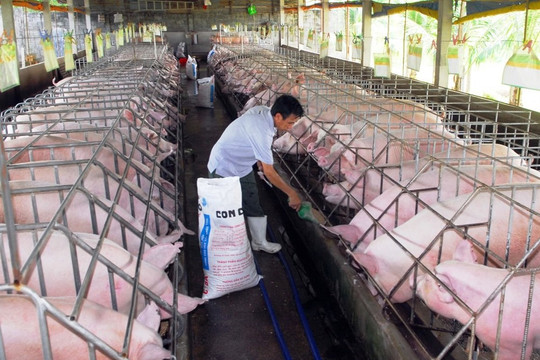 Chảo lửa Trung Đông và cơn lốc quét qua chuồng trại Việt