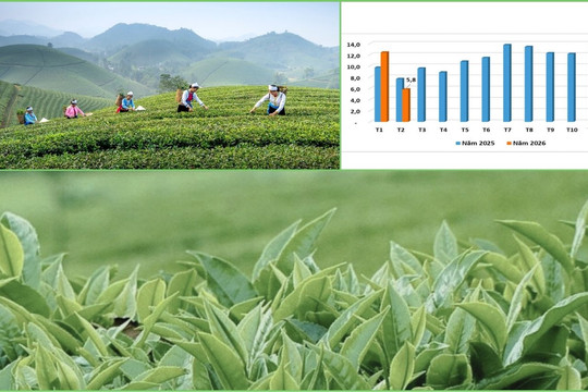 Giữa biến động toàn cầu, chè Việt Nam lại tăng giá trị