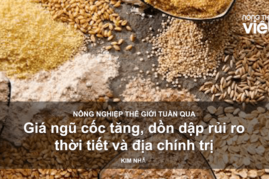 Nông nghiệp thế giới tuần qua: Giá ngũ cốc tăng, dồn dập rủi ro thời tiết và địa chính trị