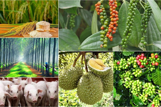 Thị trường nông sản 20/3: Cà phê phục hồi mạnh mẽ, hồ tiêu chạm đáy 8 tháng