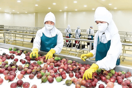 Chanh leo và thanh long: Coi chừng bị EU soi kỹ