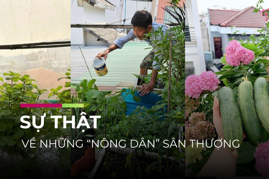 Video | Bài 1: Trồng rau sân thượng: Cuộc chơi... tốn kém