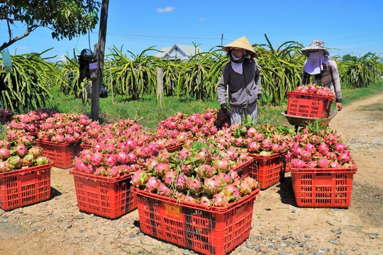 Sớm ‘bơm’ 150.000 tỷ đồng, giải cứu nông sản khỏi vòng xoáy xung đột
