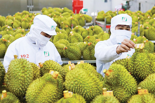 Xuất khẩu nông sản: Xác lập kỷ lục mới, sầu riêng giữ vững 'ngôi vương'