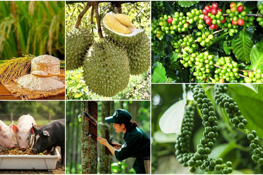 Thị trường nông sản 2/4: Cà phê, sầu riêng quay đầu tăng, hồ tiêu và heo hơi giảm giá