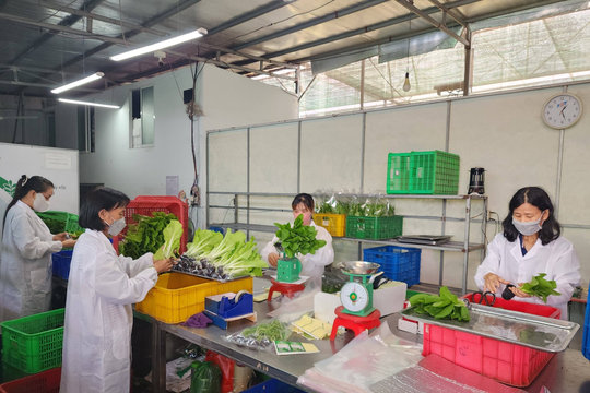 Hợp tác xã: Muốn đi xa, 'chân kiềng' phải vững