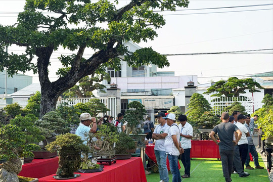Giữa Triển lãm Bonsai & Suiseki Sông Thu, gặp người đọc bản thảo đất trời