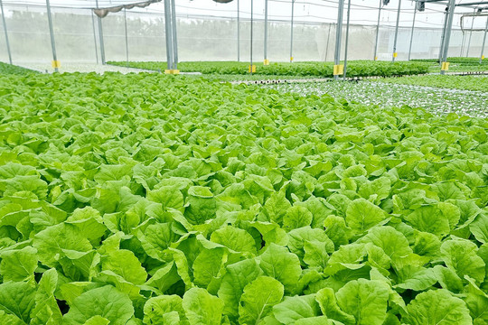 TP.HCM giao cấp xã duyệt dự án nông nghiệp dưới 3 tỉ đồng