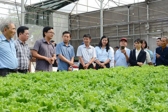 TP.HCM: Kiến tạo nông nghiệp Xanh trong 'thành phố nén'