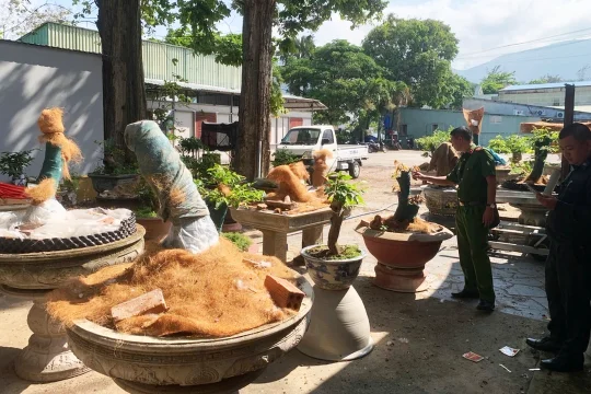 Từ ngộ độc thực phẩm đến 21 gốc mai: Khi ‘không đổ lỗi’ vẫn chưa đủ