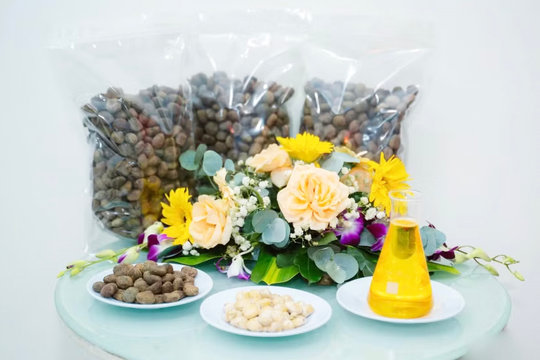 ‘Trồng’ ra dầu: Lời giải cho cơn khát năng lượng trên đồng ruộng Việt