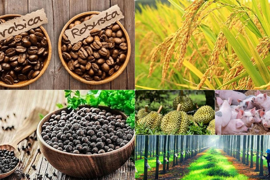 Thị trường nông sản 26/4: Cà phê 'hạ nhiệt', sầu riêng bất ngờ quay đầu tăng